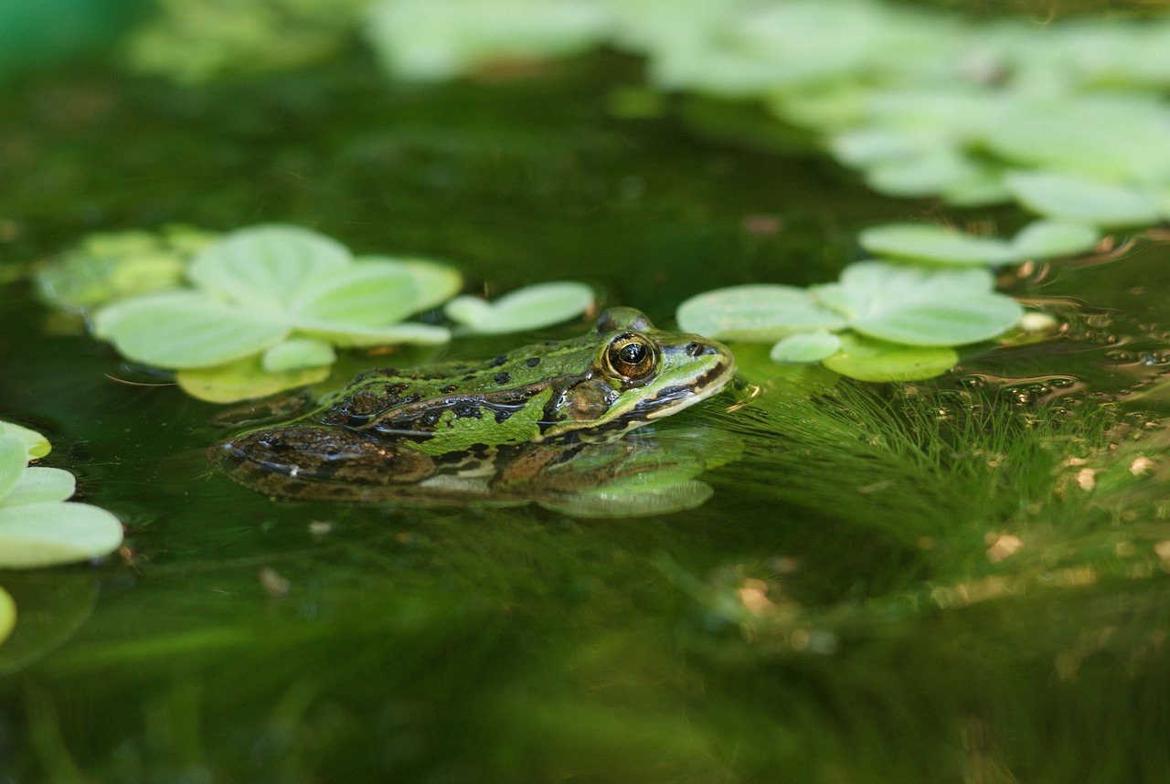 the frog  śmieszka  water free photo