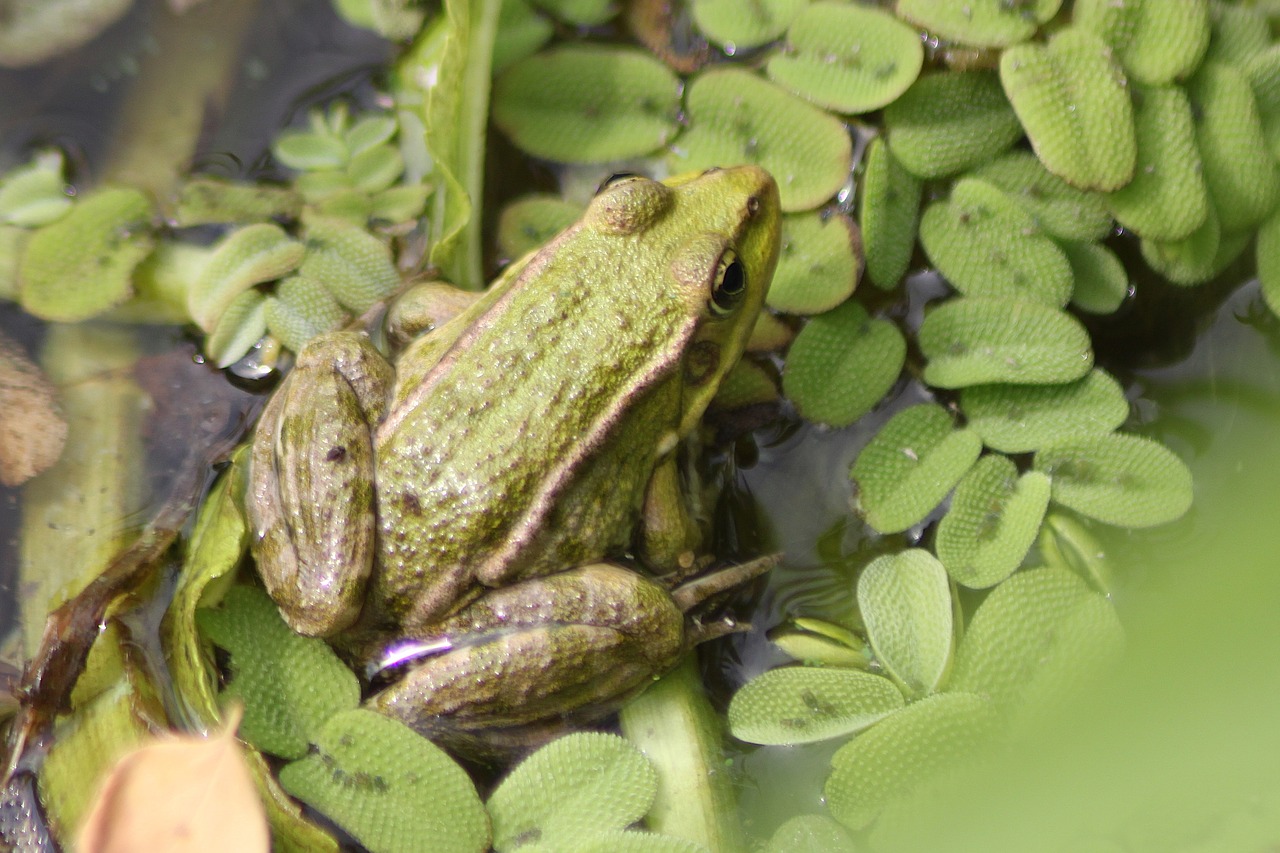 the frog  water  green free photo