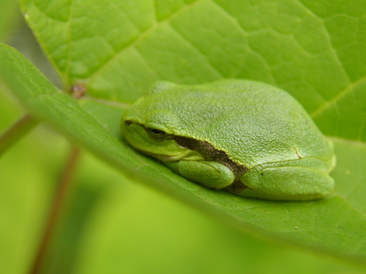 the frog  hyla meridionalis  leaf free photo
