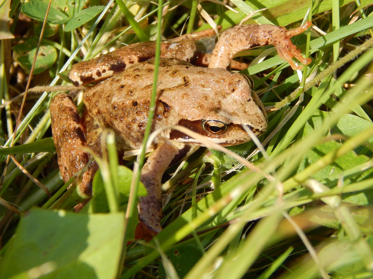 the frog animal nature free photo