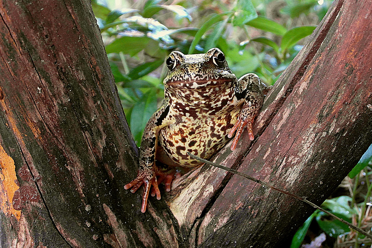 the frog  amphibian  animals free photo