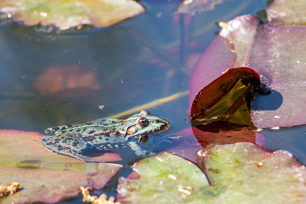 the frog  pond  water free photo