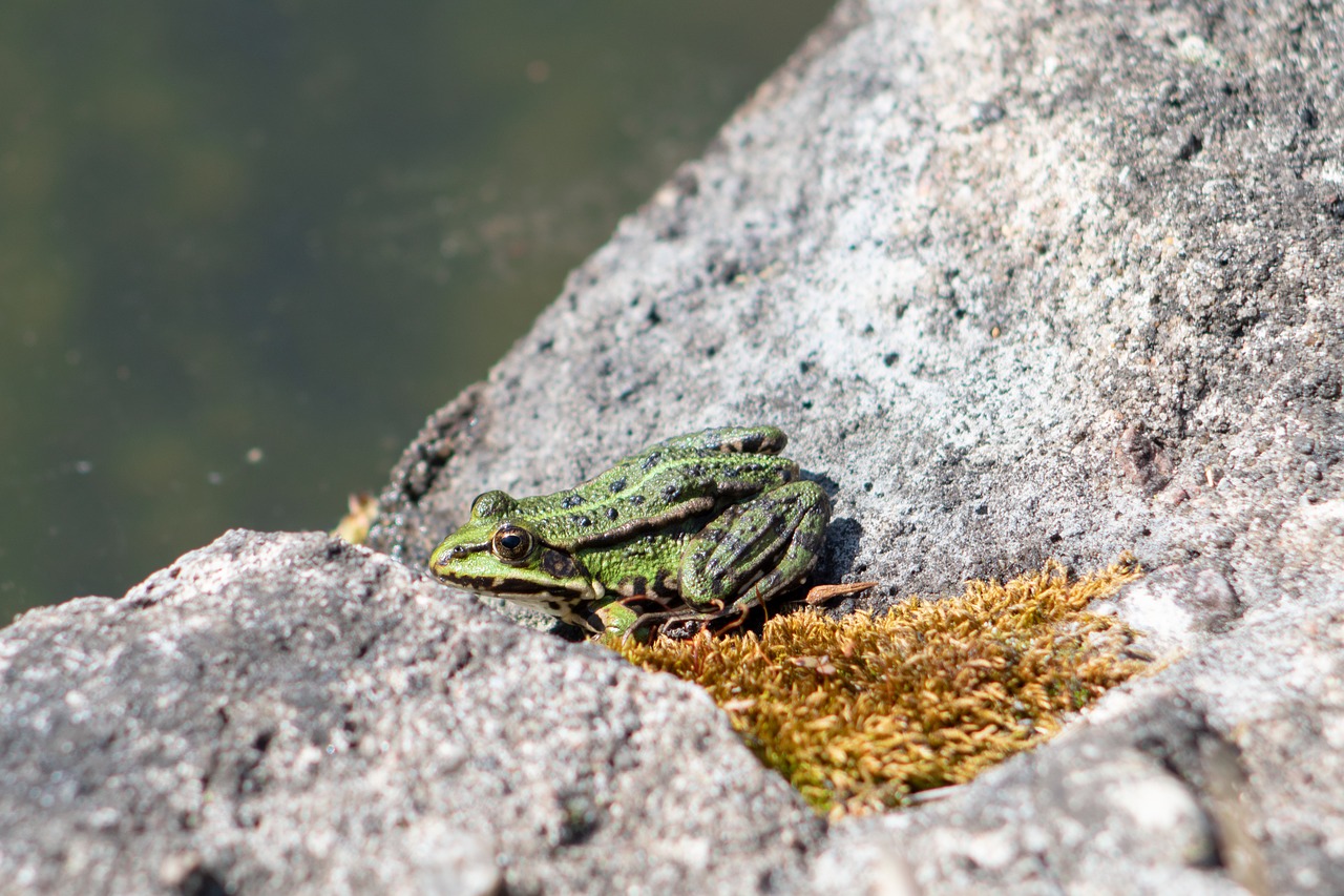 the frog  green  stone free photo