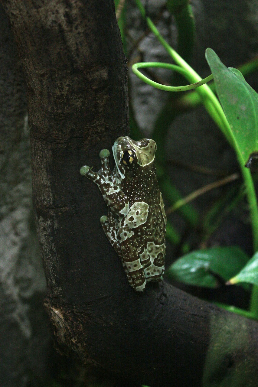 the frog a toad amphibian free photo