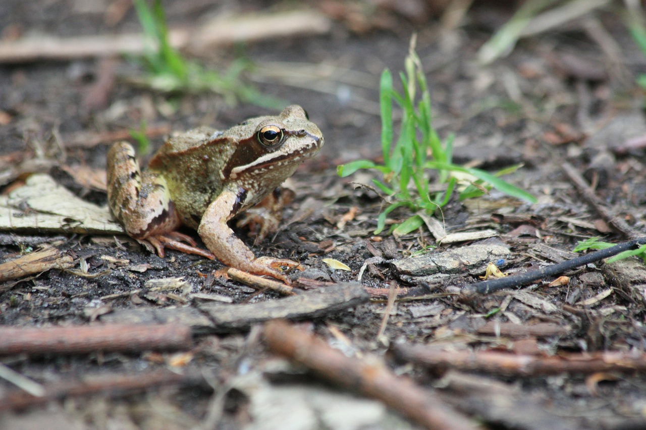 the frog forest earth free photo