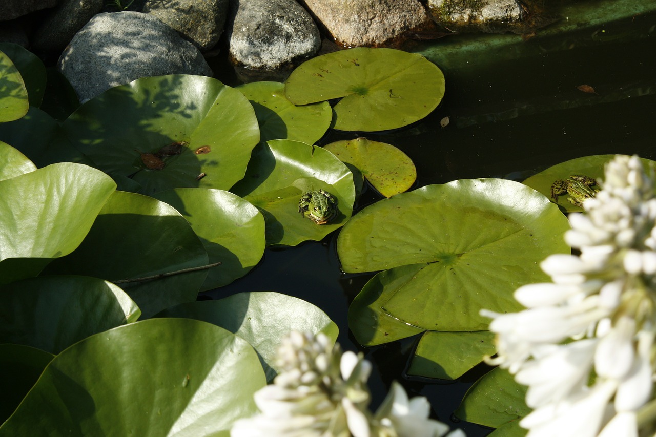 the frog the frog pond green free photo