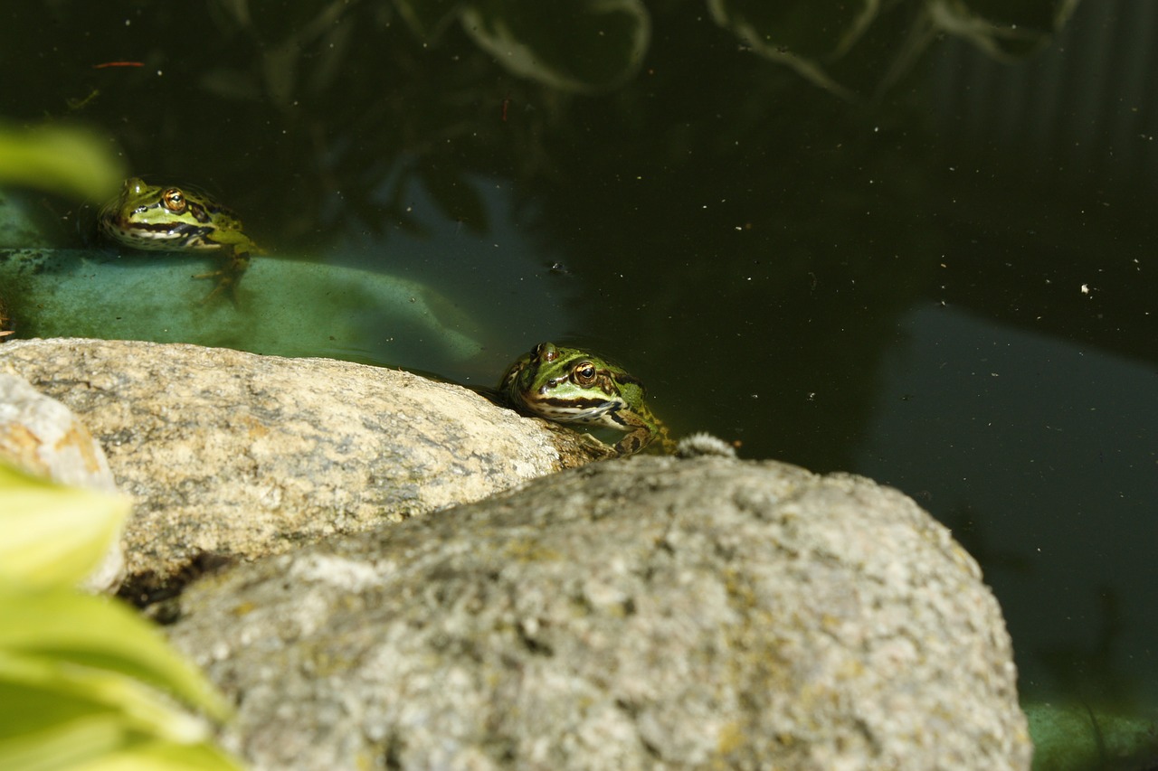 the frog the frog pond water free photo