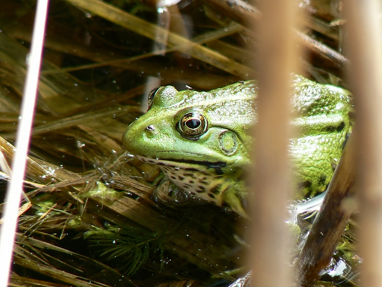 the frog water lutry free photo