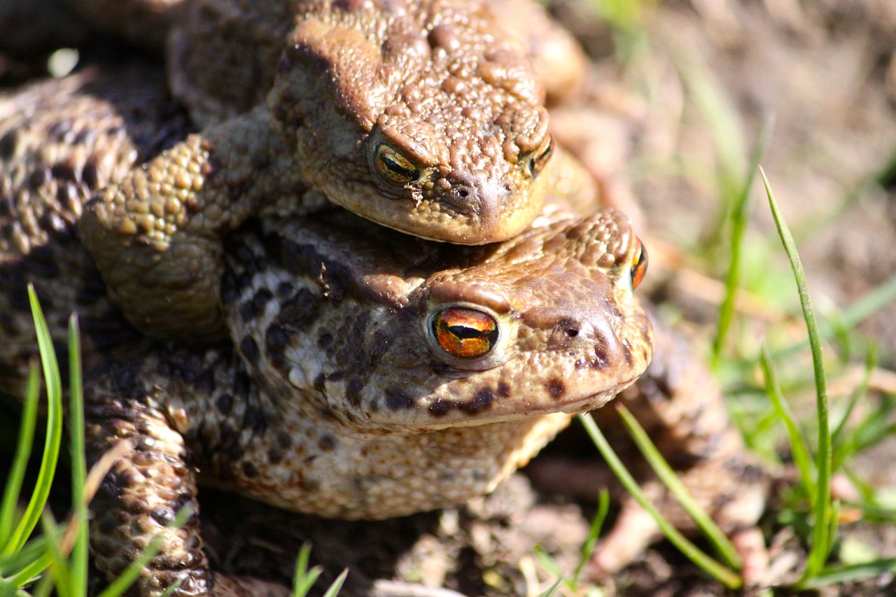 the frog toads spring free photo