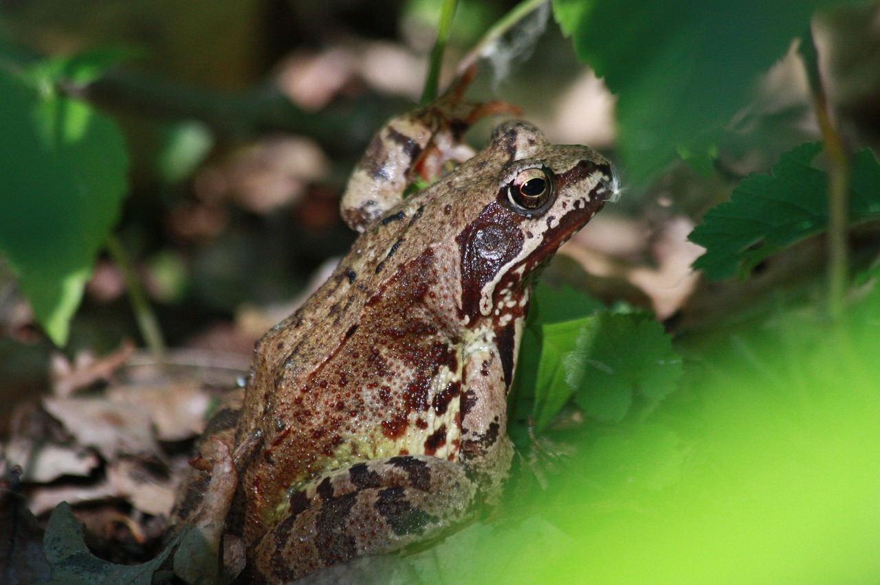 the frog forest amphibian free photo