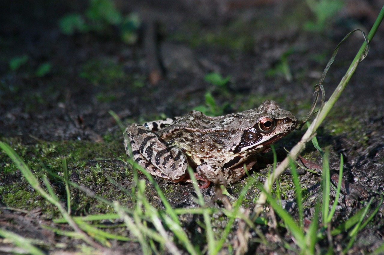the frog a toad common toad free photo
