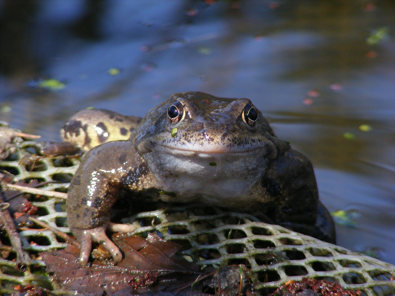 the frog pond the creation of free photo