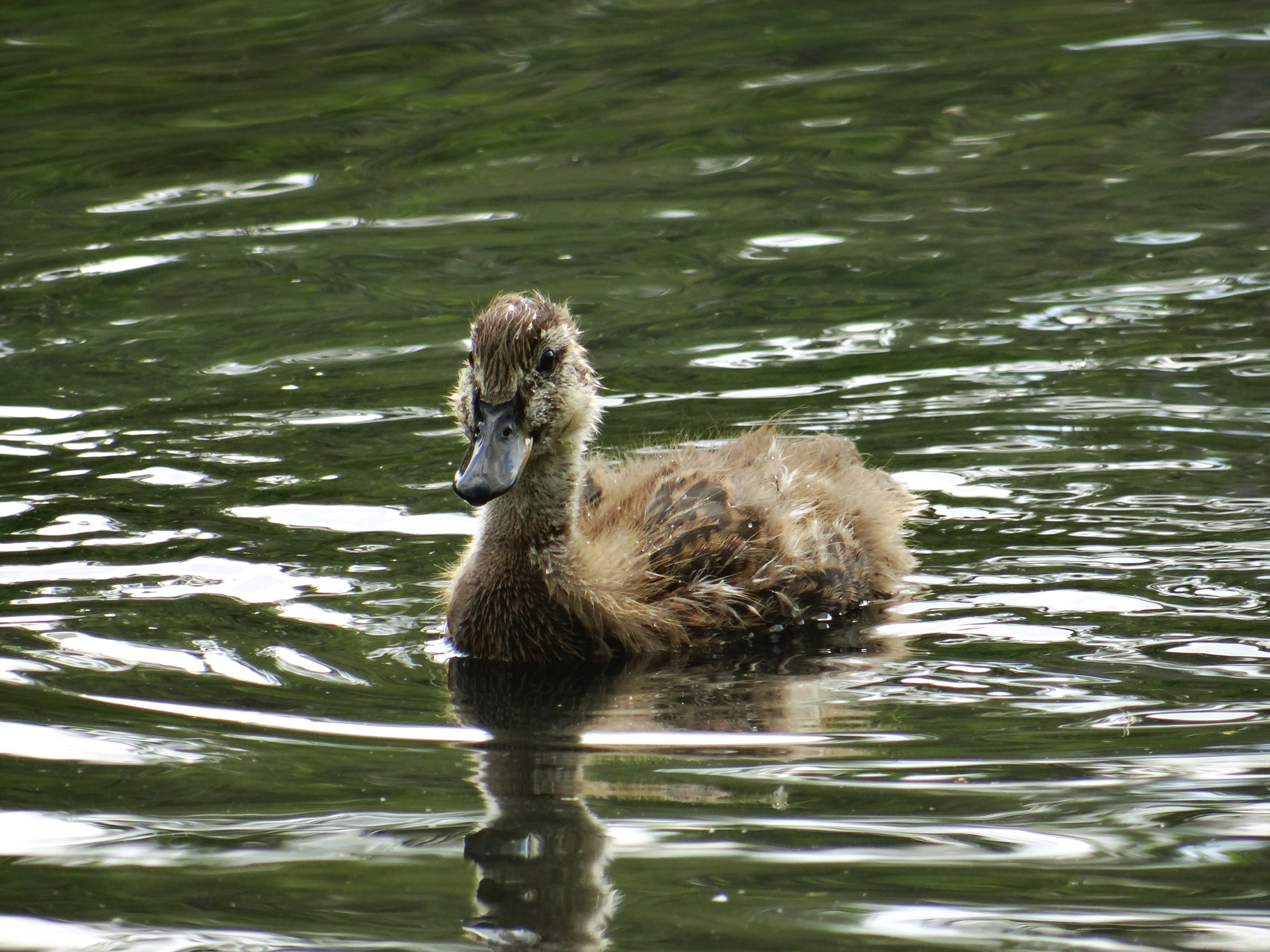 duckling nature water free photo