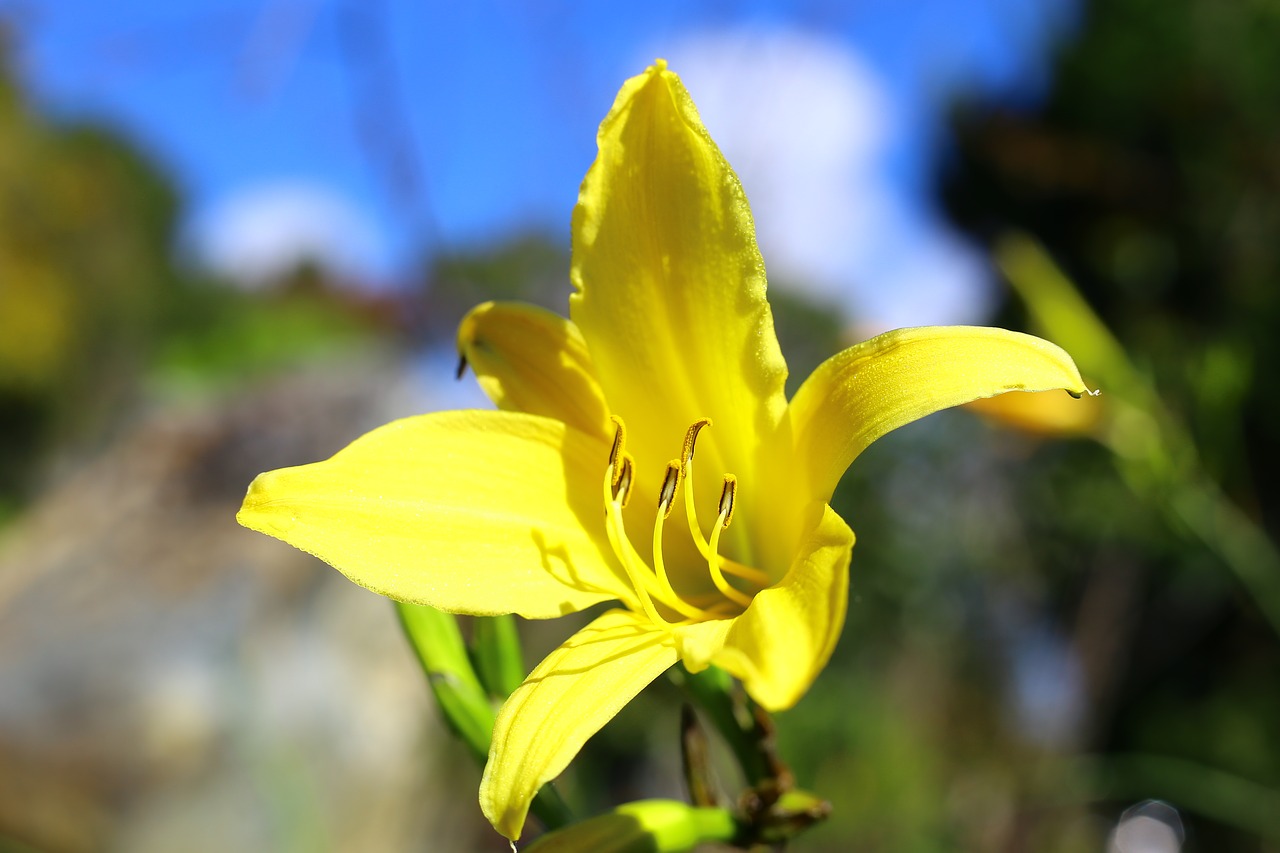 the garden flower gold free photo