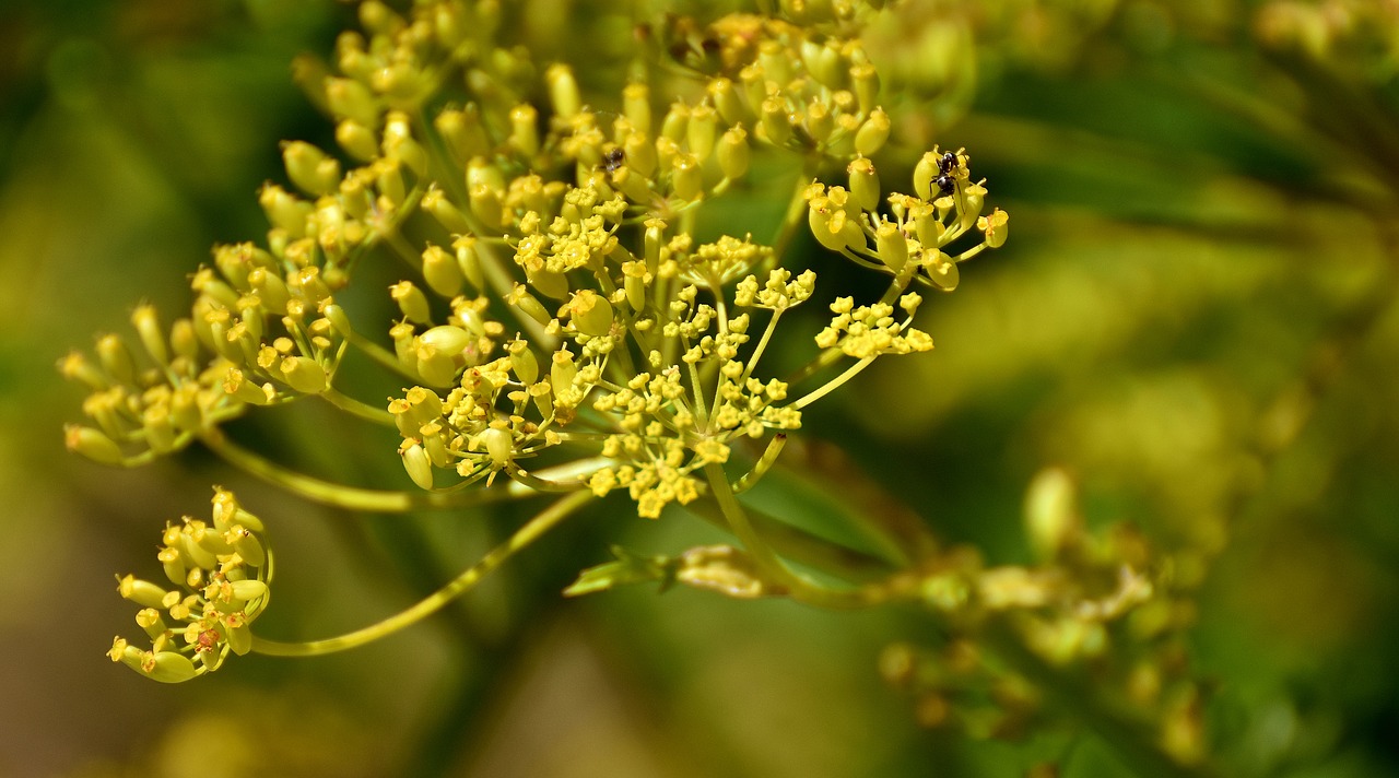 the garden parsnip pastinaca sativa flower free photo