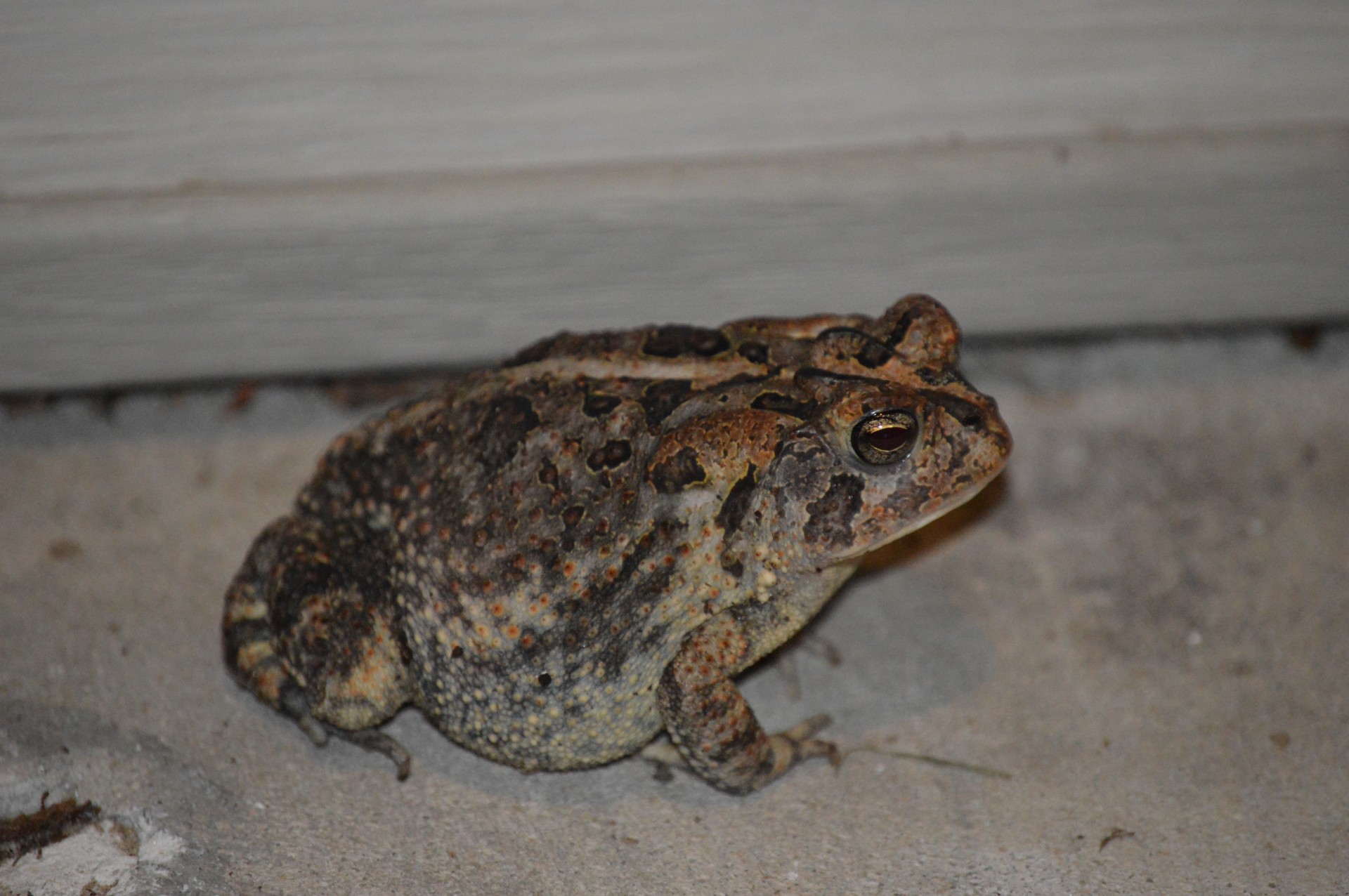 frog toad the gate keeper free photo