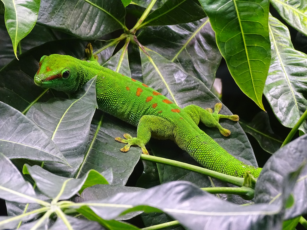 the gecko lizard animals free photo