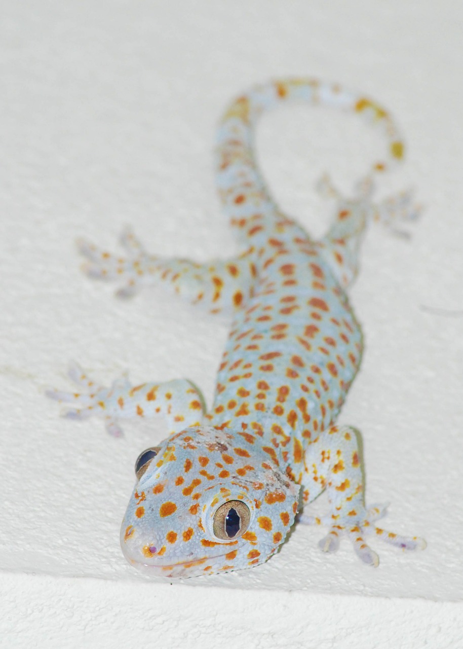 the gecko lizard thailand free photo