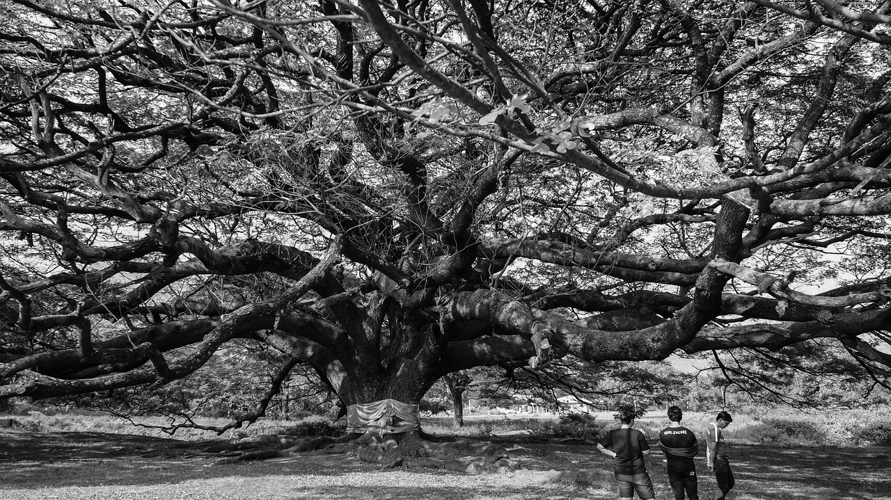 tree the giant kanchanaburi free photo