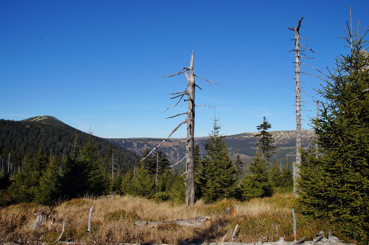 the giant mountains top comb free photo