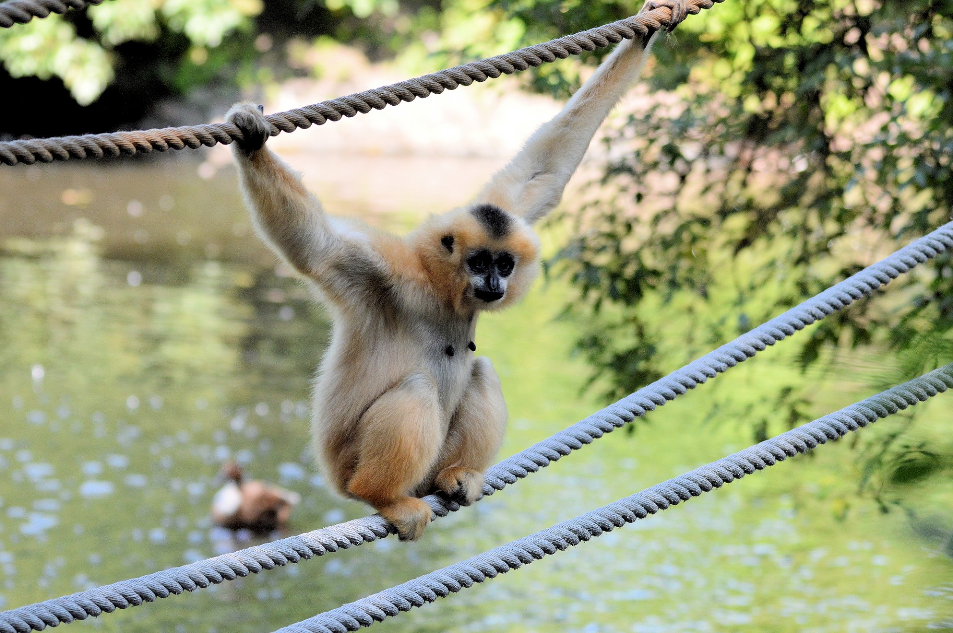 monkey ape wildlife free photo