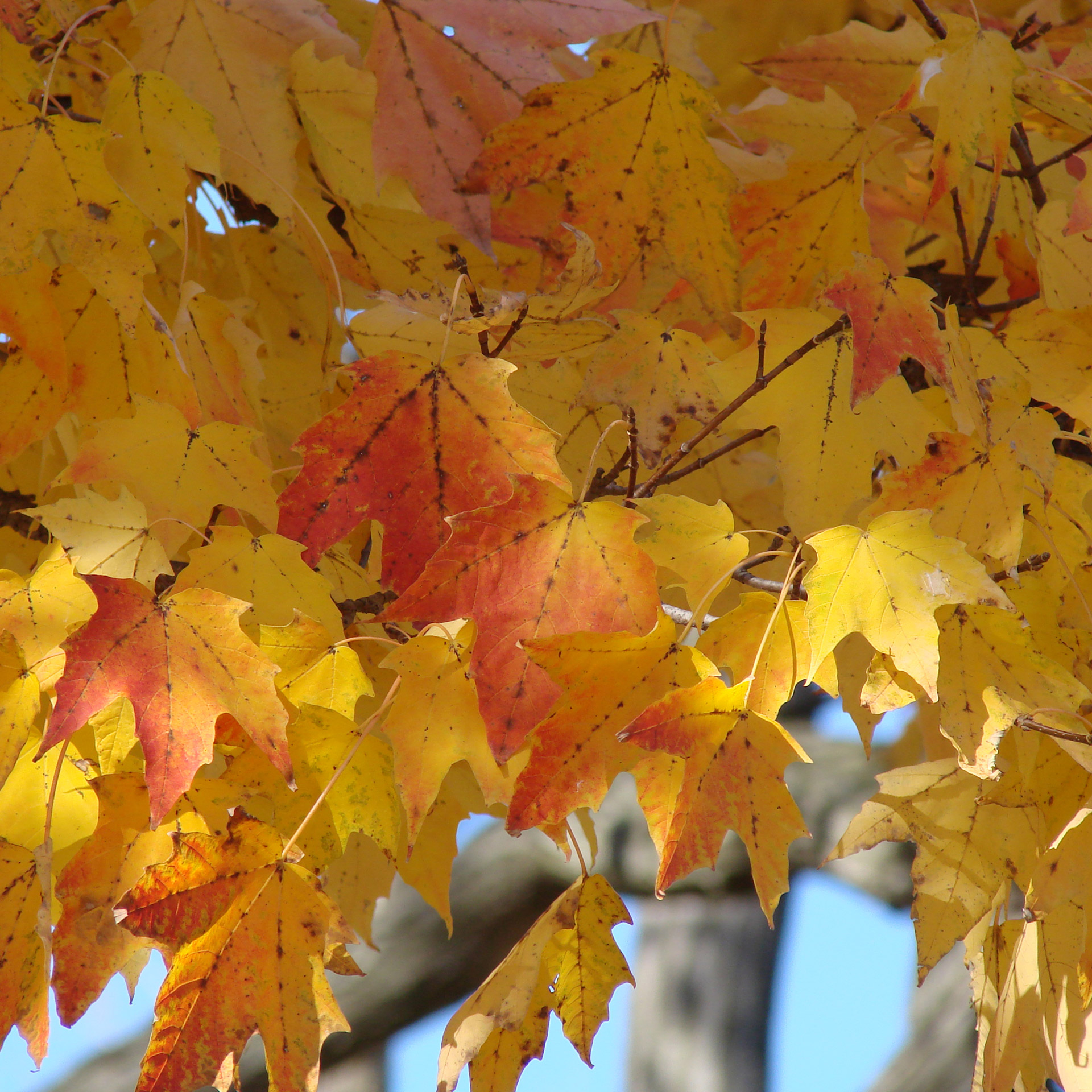 leaves golden fall free photo