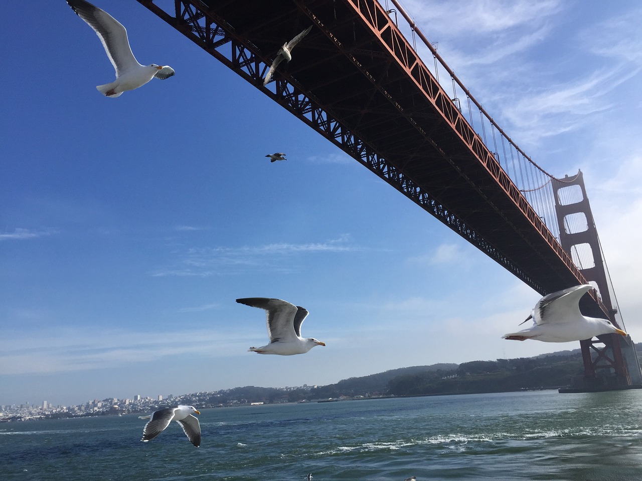 the golden gate bridge united states seagull free photo