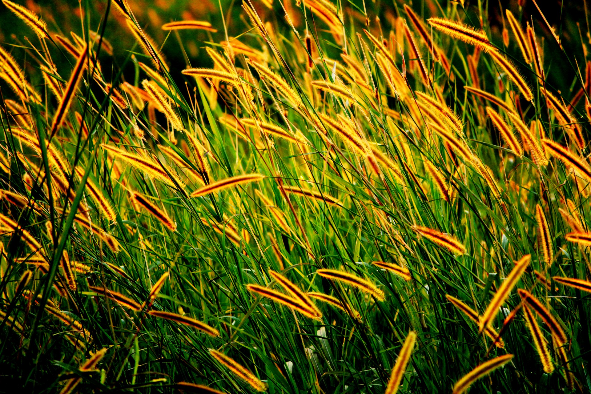 grass seed golden seeds long seeds free photo
