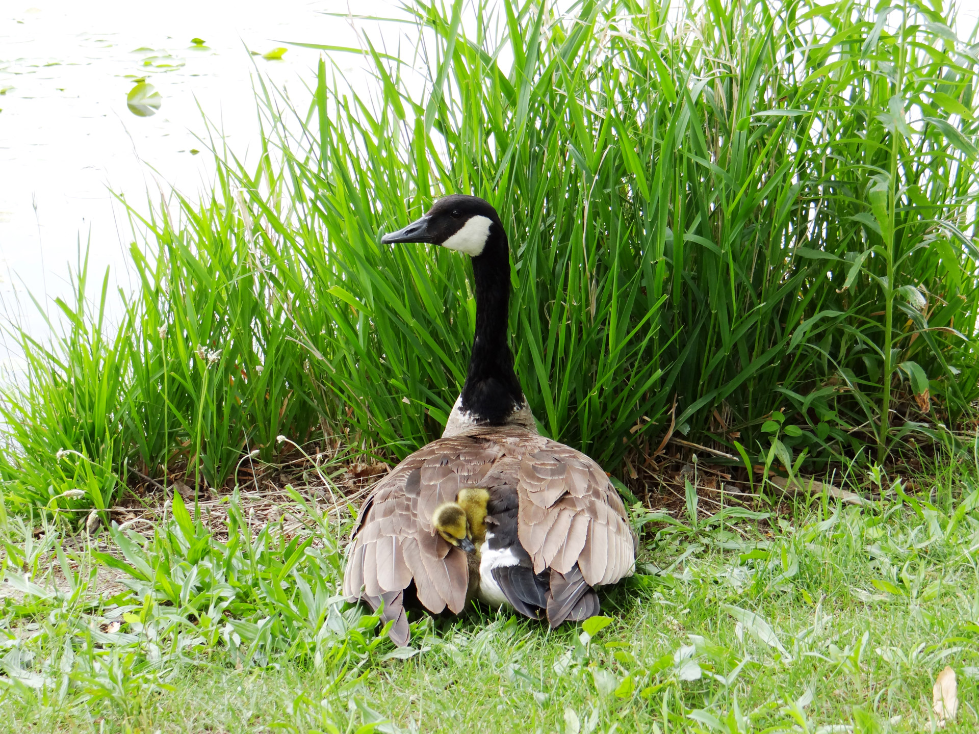 goslings mother goose feathers free photo