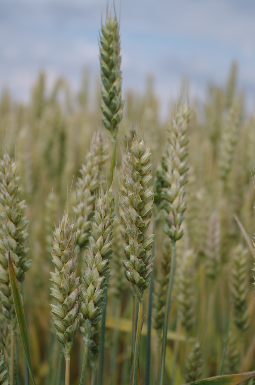 the grain field barley free photo