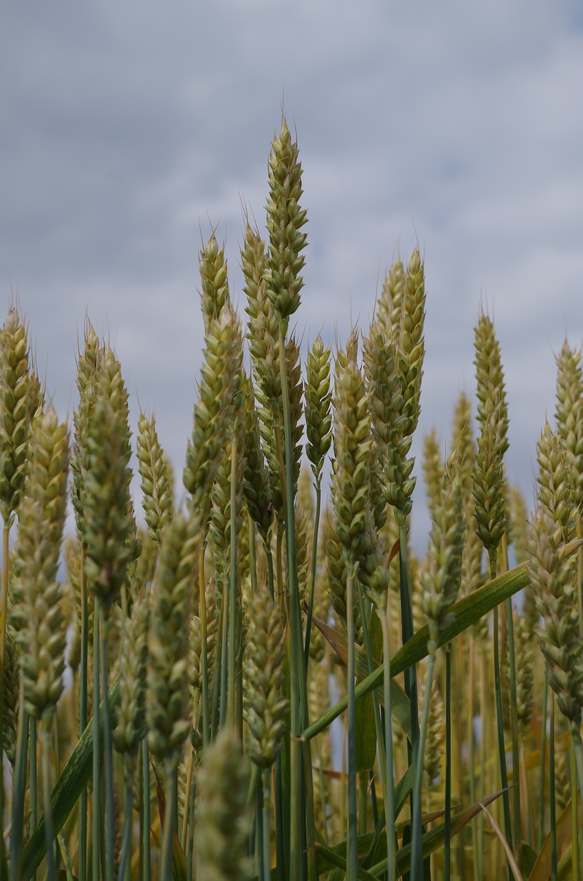 the grain field barley free photo