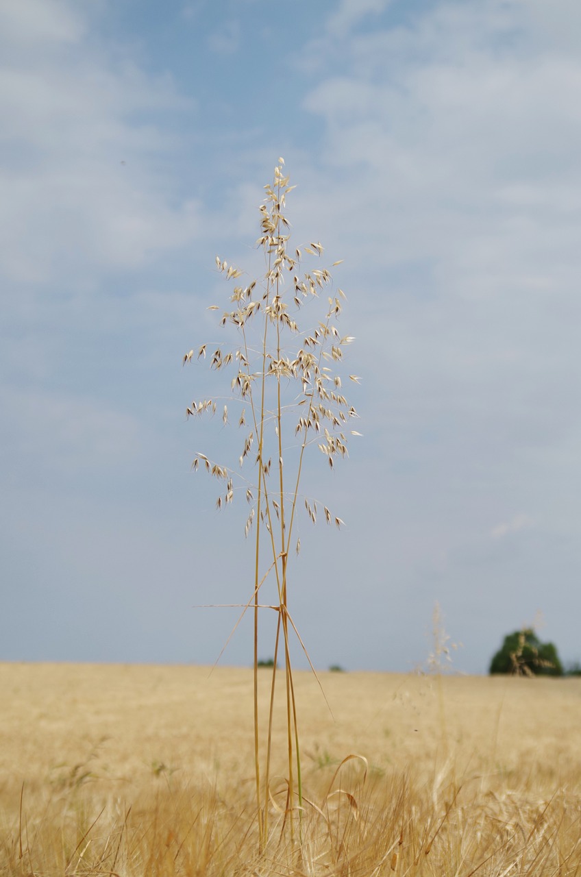 the grain field oats free photo