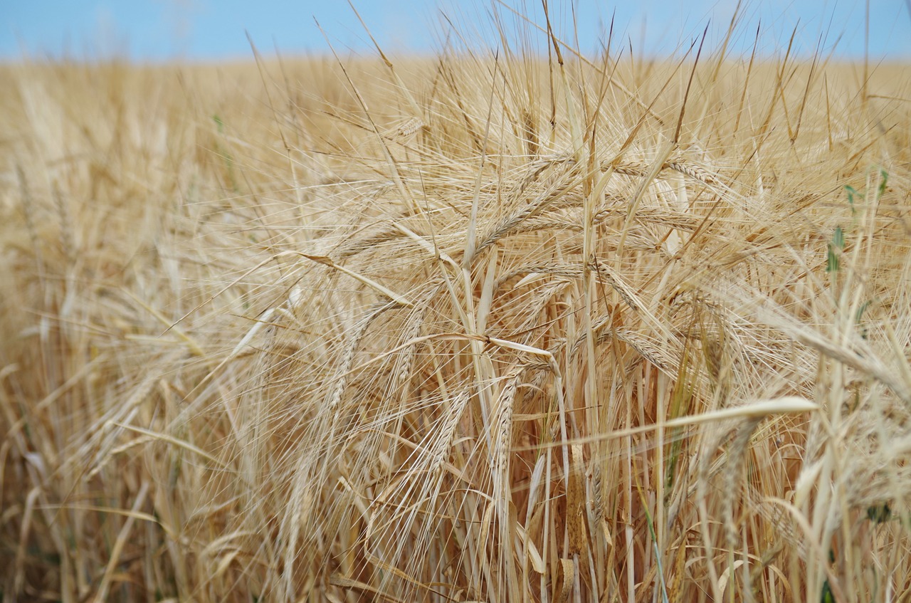 the grain field oats free photo