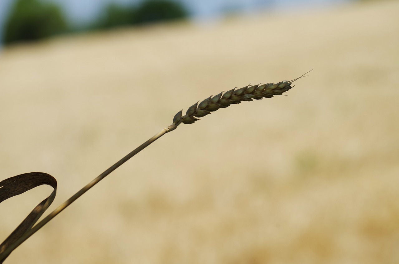 the grain field oats free photo