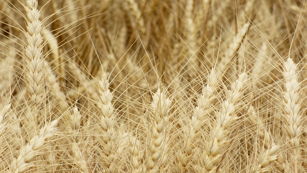the grain wheat ears free photo