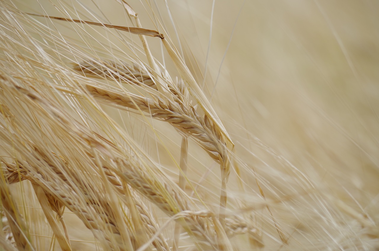 the grain dozreté field free photo