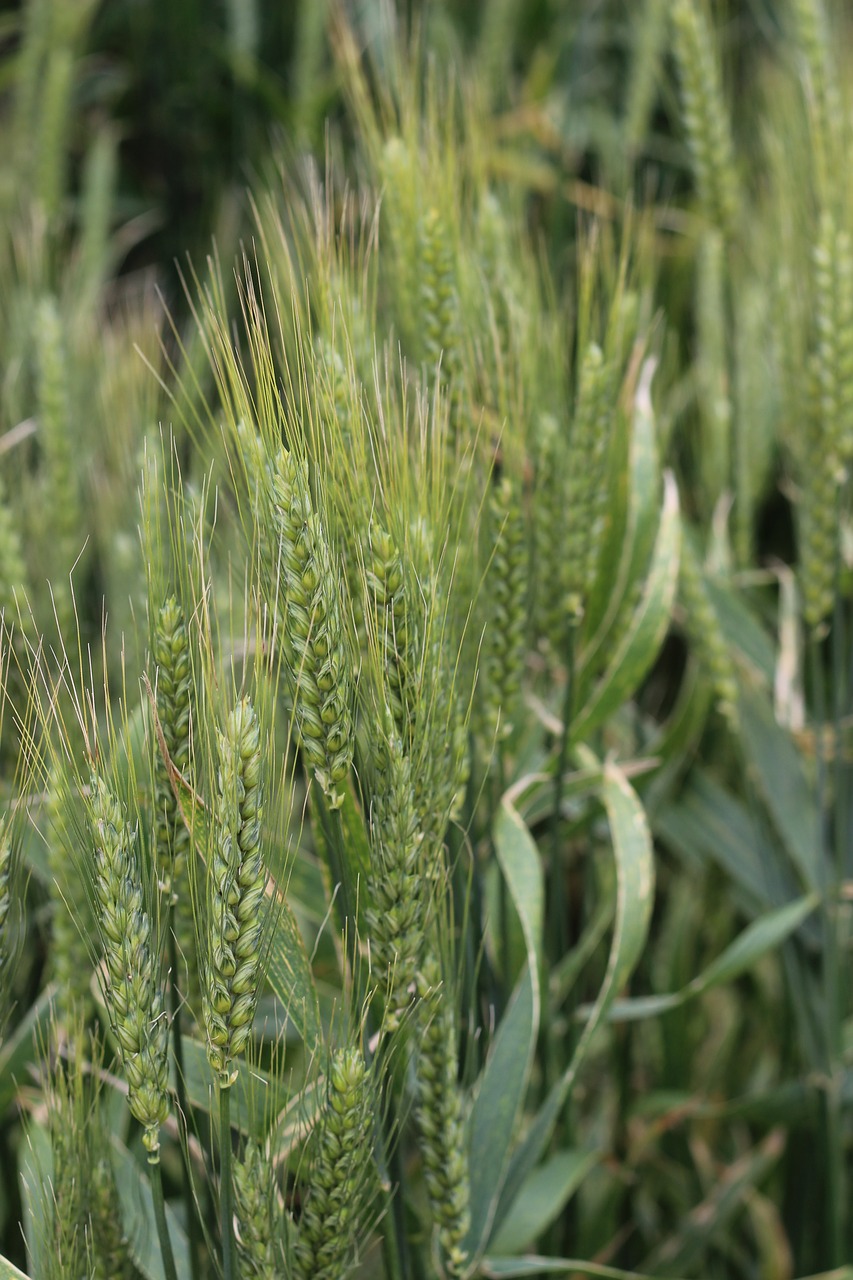 the grain field agriculture free photo