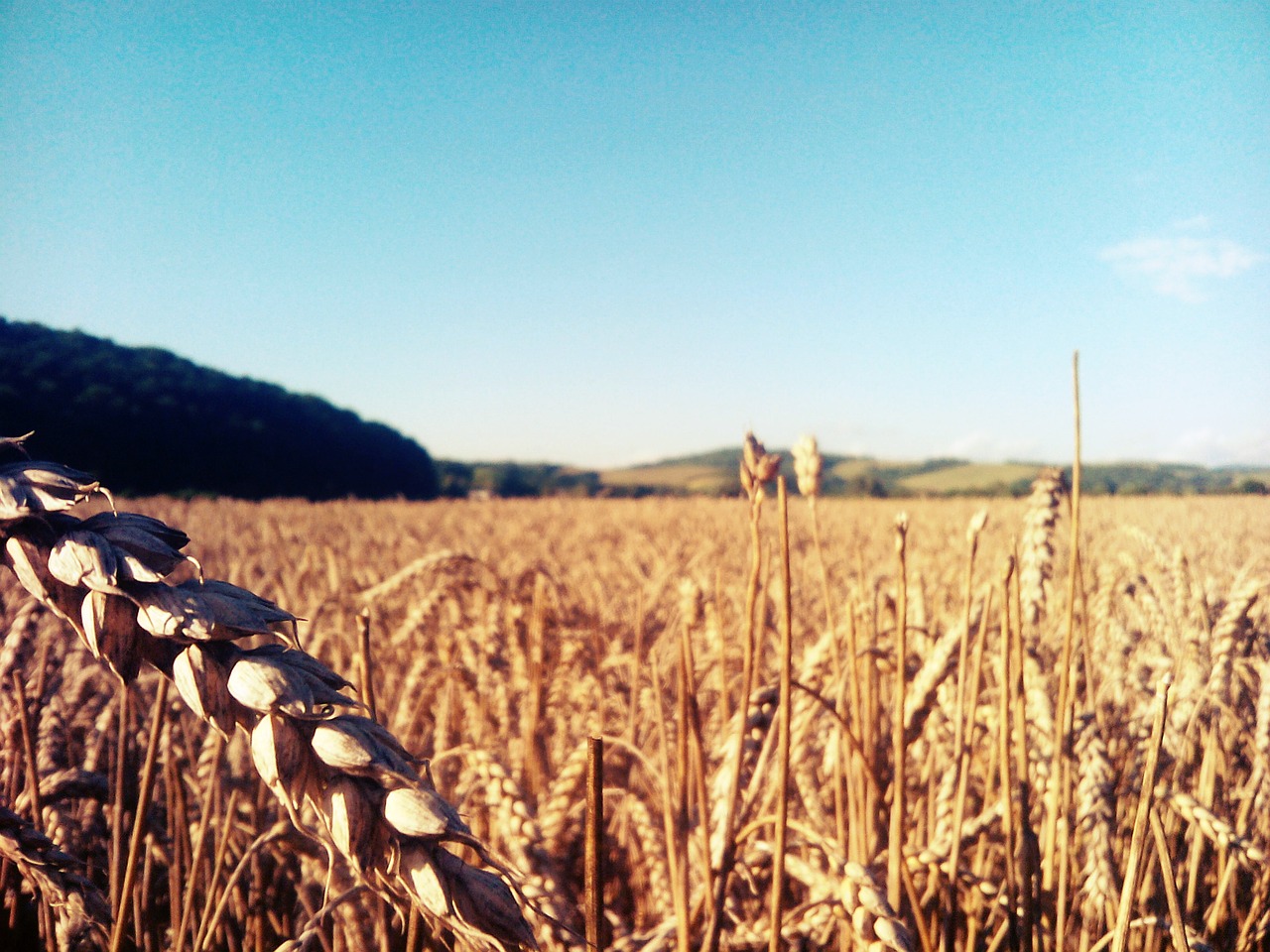 the grain barley summer free photo