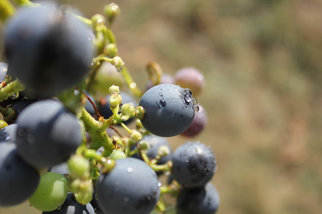 the grapes purple wine free photo