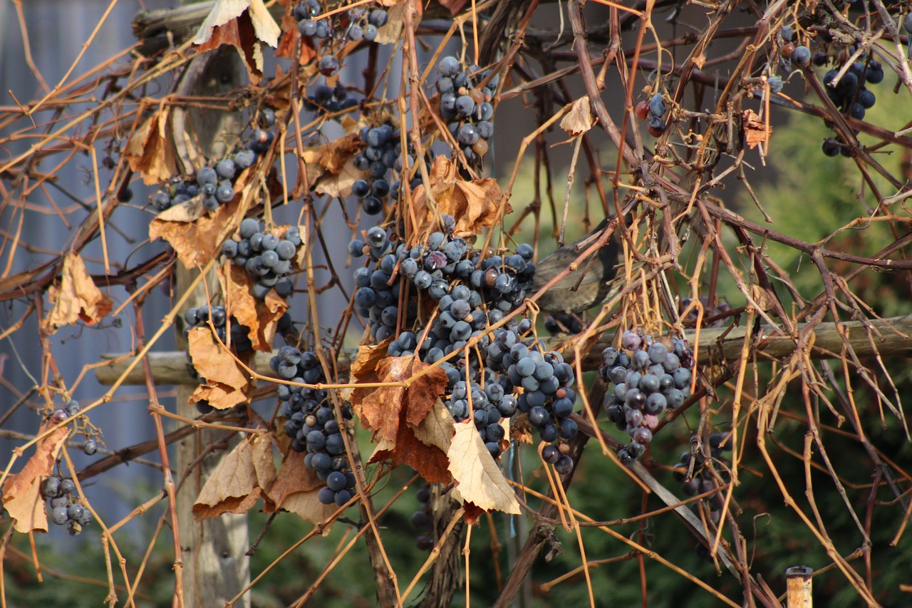 the grapes autumn leaves free photo