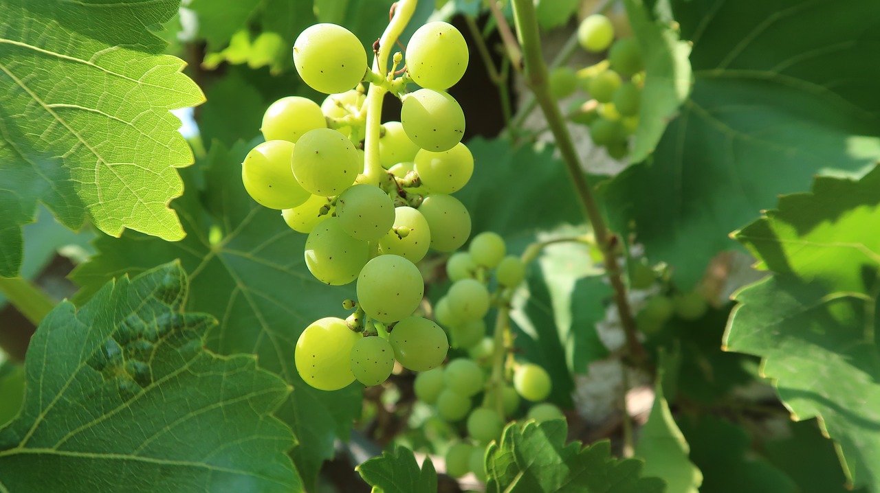 the grapes  nature  summer free photo