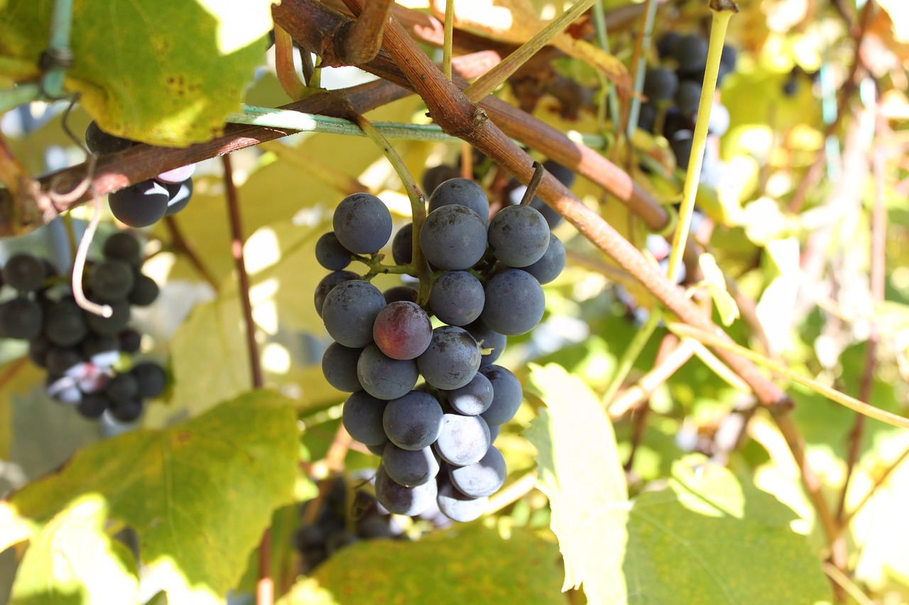 the grapes autumn garden free photo