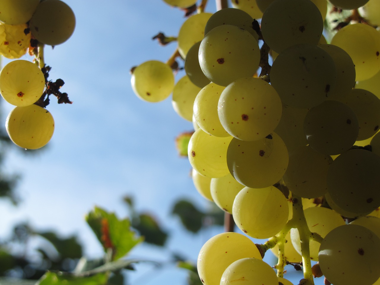 the grapes grapevine green grapes free photo