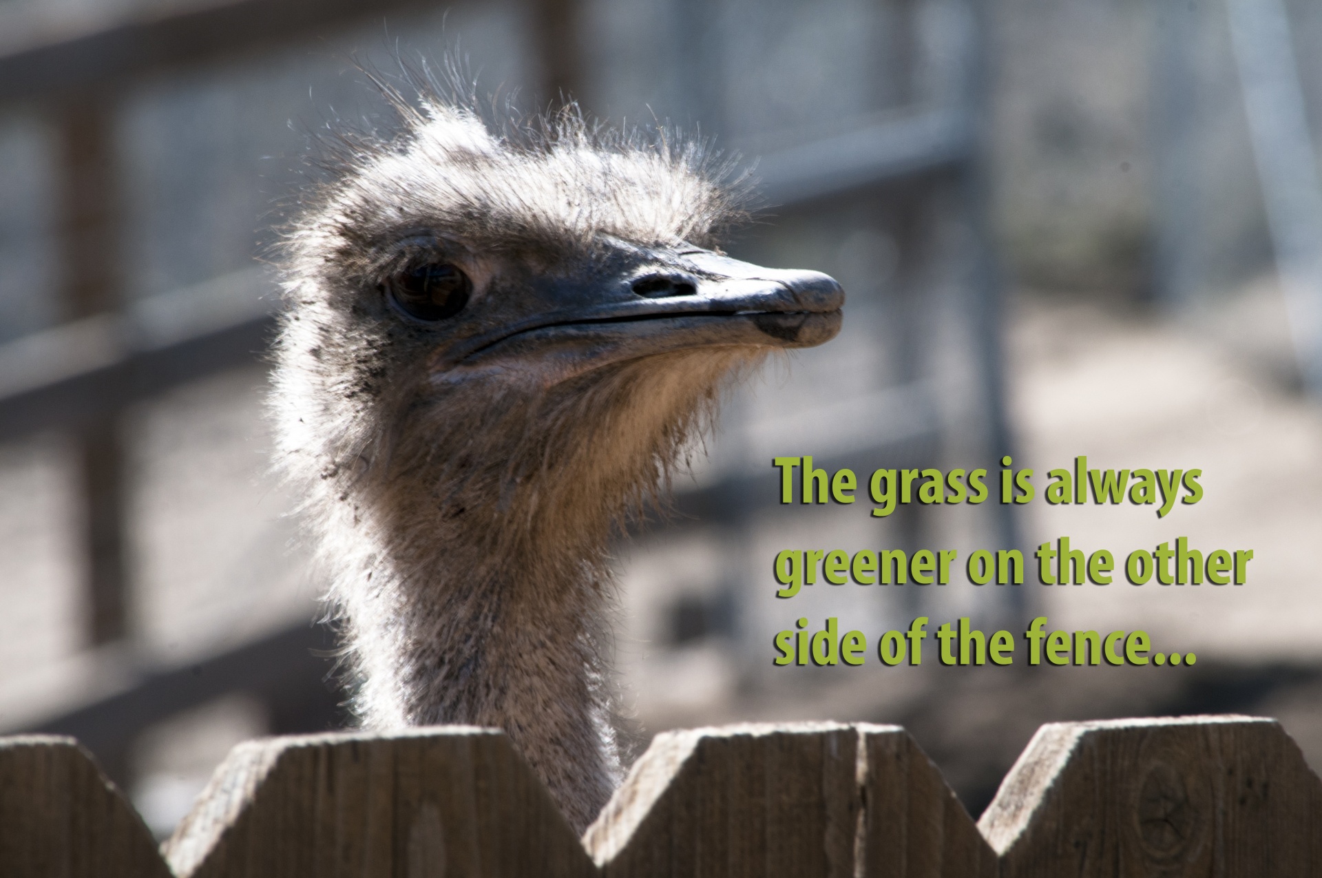 the grass is always greener ostrich funny free photo