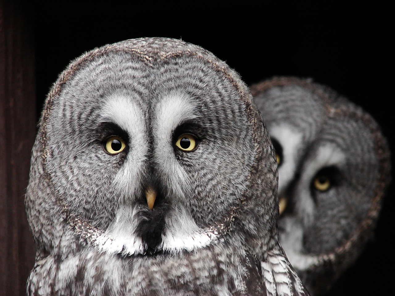 the great grey owl predator owl free photo