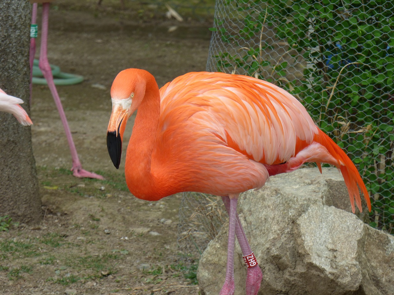 the greater flamingo nature the zoo free photo