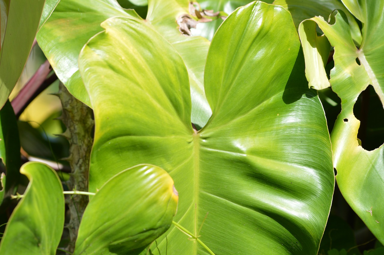 the green leaf tropics green leaf free photo