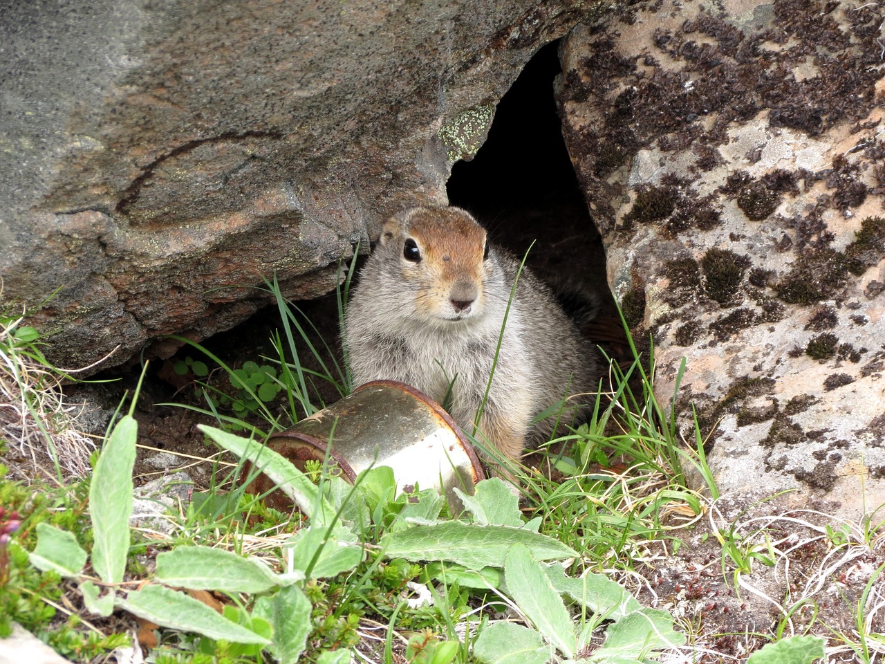 the ground gopher rodent free photo