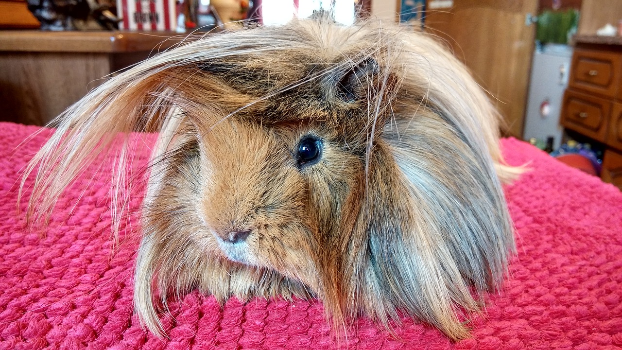 the guinea pig guinea pig animal free photo