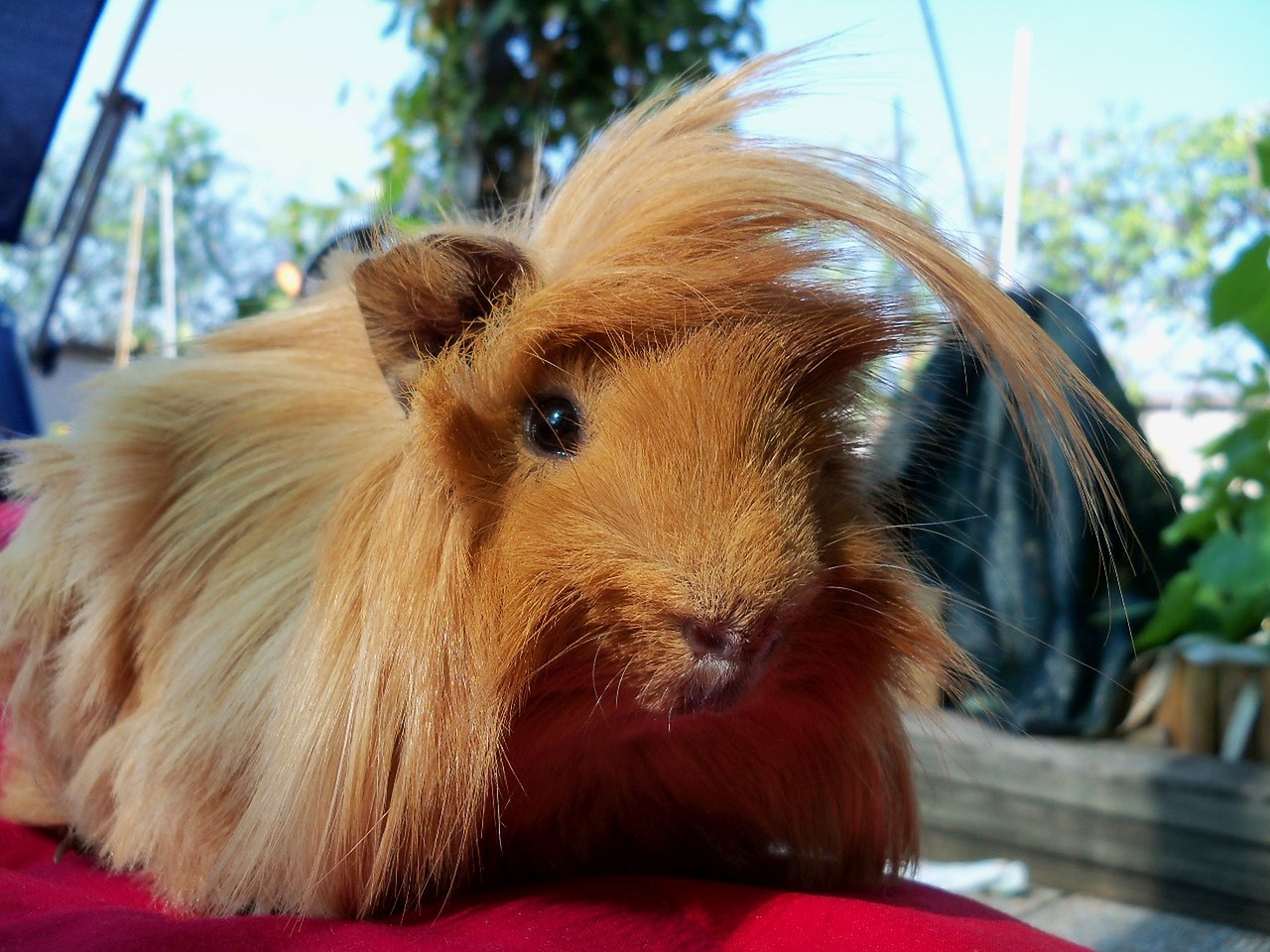 the guinea pig guinea pig peruvian pet free photo